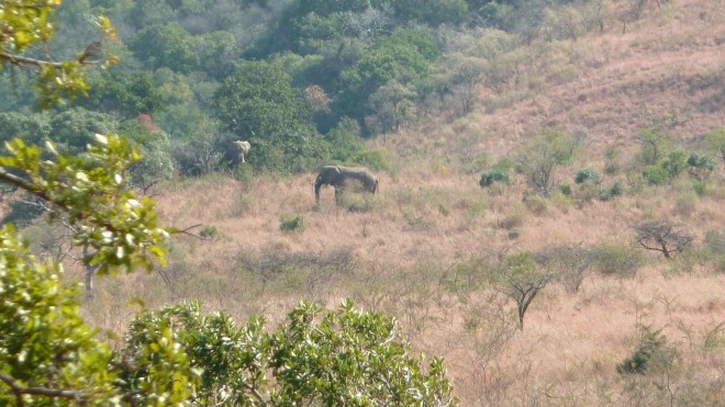 Eléphants à Hluhluwe-Imfolozi park (Afrique du Sud)