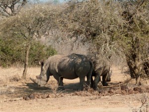 Rhinoceros à Hluhluwe-Imfolozi park (Afrique du Sud)
