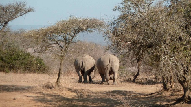 Rhinoceros à Hluhluwe-Imfolozi park (Afrique du Sud)