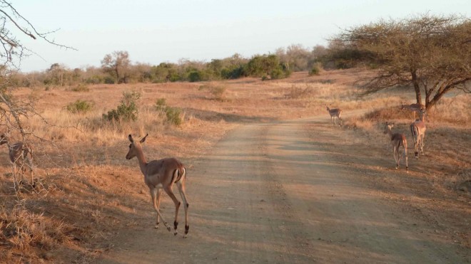 Hluhluwe Imfolozi Game Reserve (Afrique du Sud)