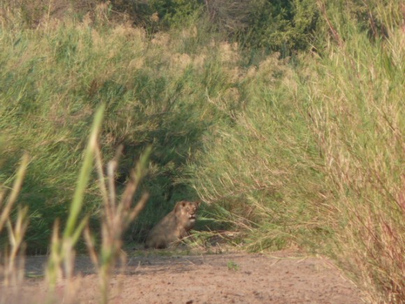 La lionne, croisée lors du bush walk, à Balule Game reserve.