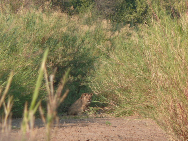 La lionne, croisée lors du bush walk, à Balule Game reserve.