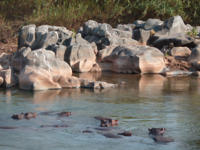 Des hippopatames, croisés lors du bush walk à Balule Game reserve.
