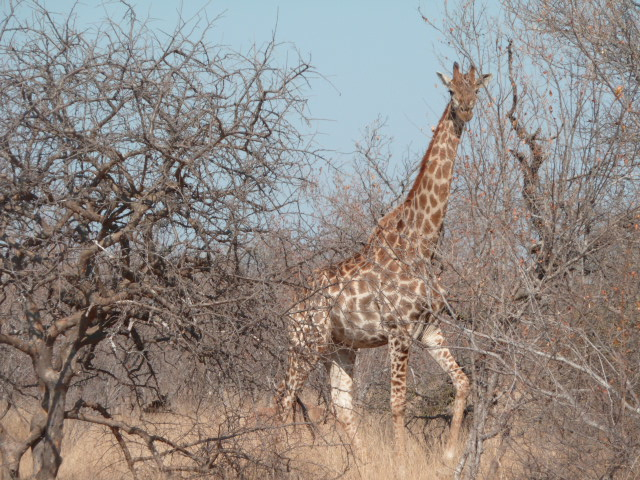 Une girafe à Balule Game reserve (Afrique du Sud)
