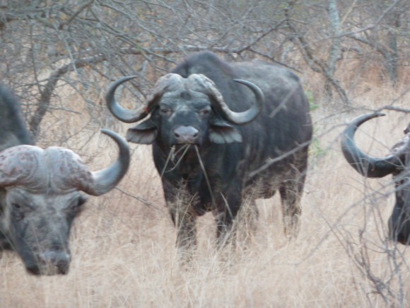 Des buffles à Balule game reserve.