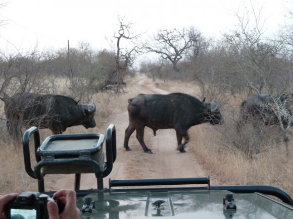 On laisse passer les buffles, à Balule game reserve.