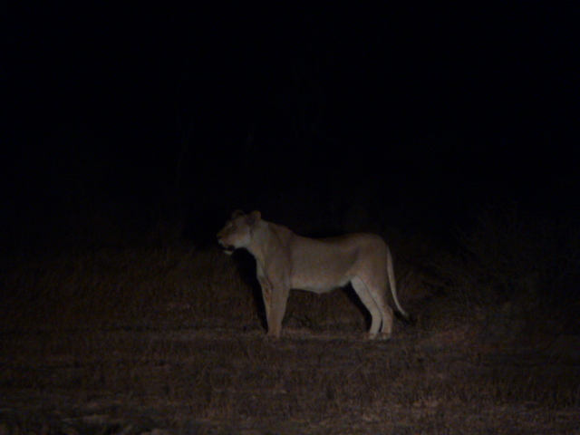 Une lionne, la nuit à Balule game reserve.