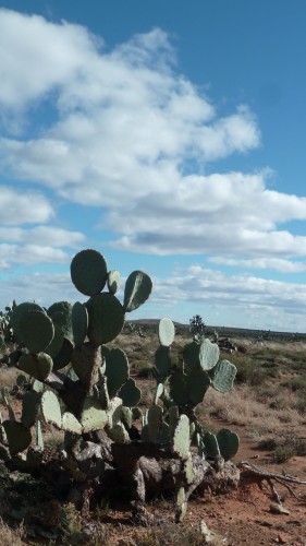 Cactus dans le Karoo, Afrique du Sud