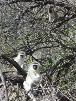 Des singes vervet dans le Karoo
