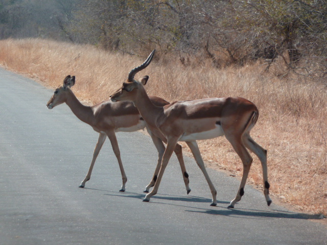 Impalas au Parc Kruger (Afrique du Sud)