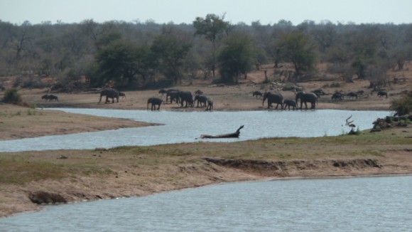 Eléphants et gnous au Parc Kruger.