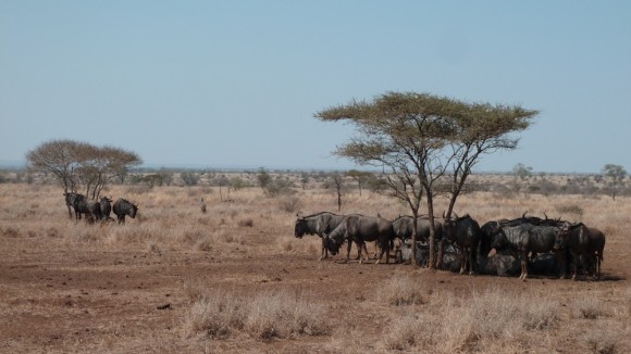 Gnous se réfugiant à l'ombre au Parc Kruger.