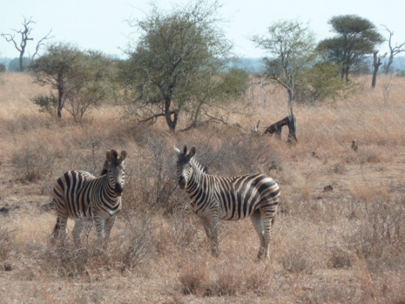 Zèbres au Parc Kruger.