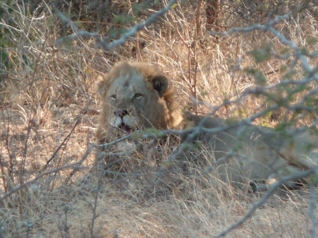 Lion au Parc Kruger.