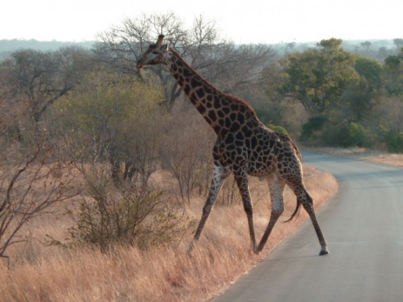 Girafe au Parc Kruger.