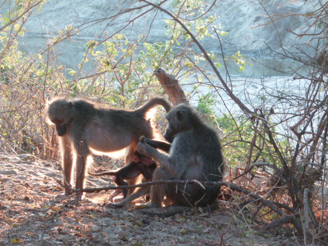 Babouins au Parc Kruger.