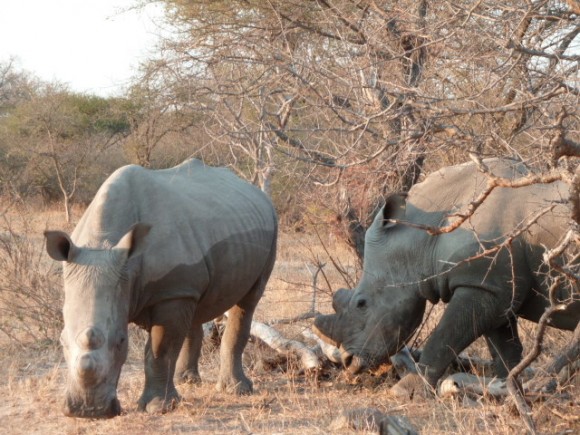 Rhinos à Shukudu Game reserve.