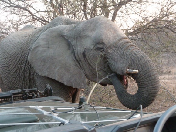 Elephant à Shukudu Game reserve.
