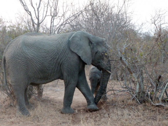 Elephant à Shukudu Game reserve.