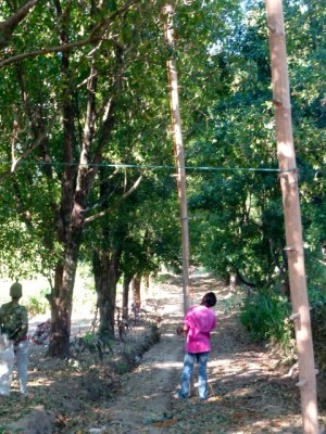 Des échelles de bambous pour grimper dans les arbres.