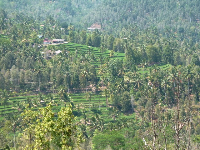 Rizières et plantations de café et de clous forment le paysage de Munduk.