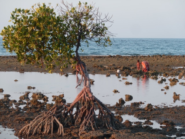 A Pemuteran, on ramasse des coquillages à marée basse.