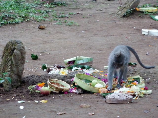 Les singes dans le cimetière de Monkey forest (Ubud)