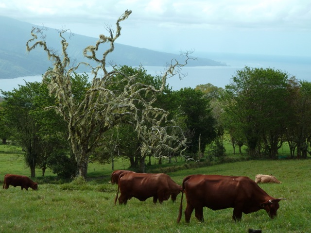 Sur le plateau de Taravao, des arbres à barbes...