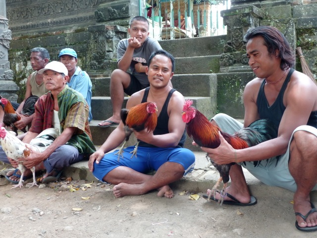 Des Balinais avec leurs coqs de combat, près d'Ubud.