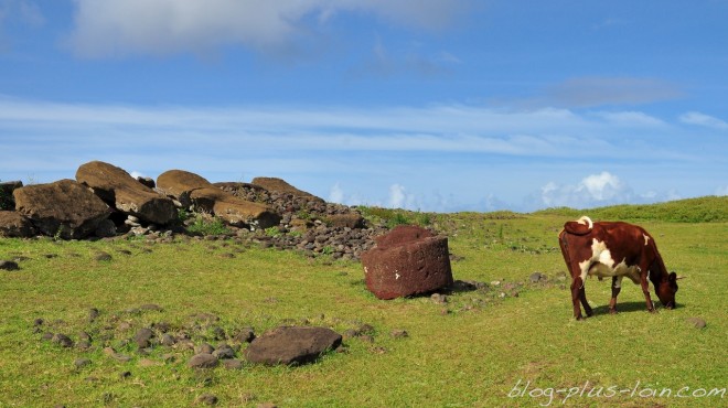 Des vaches paissent à côté des ruines de moais.
