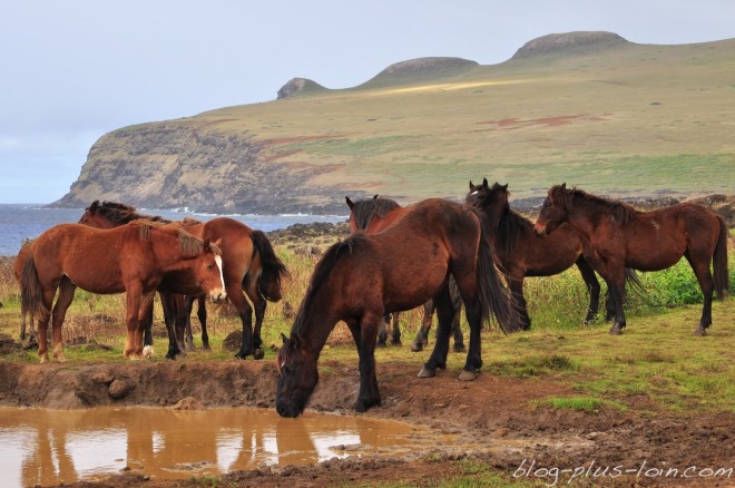 Des chevaux sur la côte nord-est, à Rapa Nui.