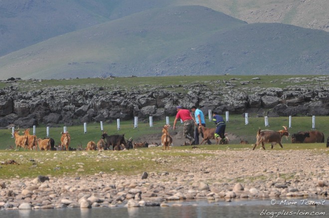 La chèvre est choisie (Mongolie).