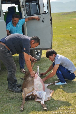 Préparation de la chèvre (Mongolie).