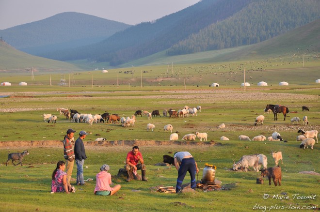 Les yacks et autres bêtes autour du khorkhog (Mongolie).