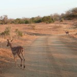 Hluhluwe Imfolozi Game Reserve (Afrique du Sud)