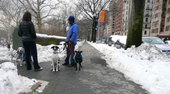 Promeneur de chiens près de Central Park
