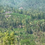 Rizières et plantations de café et de clous forment le paysage de Munduk.