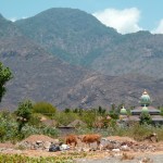 Vue de la plage, mosquée et vaches à Pemuteran.