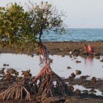 A Pemuteran, on ramasse des coquillages à marée basse.