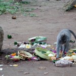 Les singes dans le cimetière de Monkey forest (Ubud)
