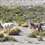 Machuca, sur la route des geysers del Tatio. Désert d'Atacama. Chili.