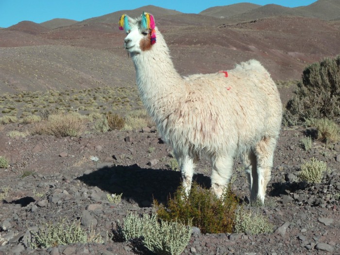 Lama