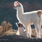 Lama, dans le désert d'Atacama.