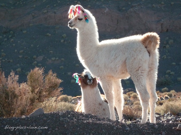 Lama, dans le désert d'Atacama.