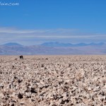 Salar de Atacama : laguna Chaxa. Chili.