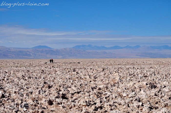 Salar de Atacama : laguna Chaxa. Chili.