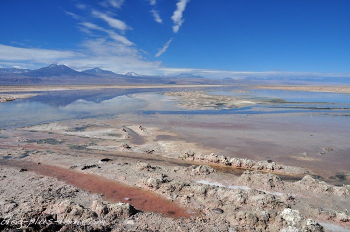 Salar de Atacama : laguna Chaxa. Chili.