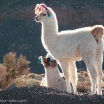 Lamas dans le désert d'Atacama.