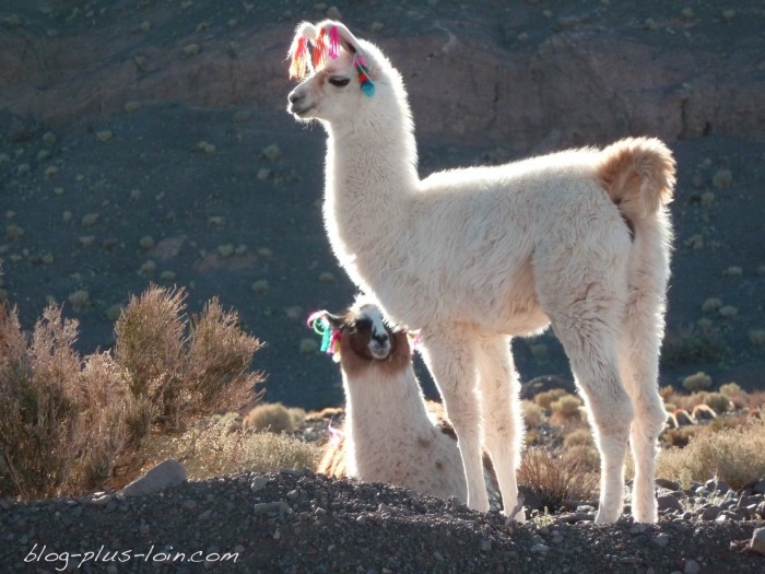 Lamas dans le désert d'Atacama.