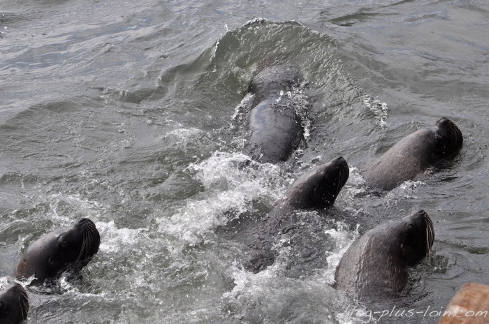 Otaries. Iquique. Chili.
